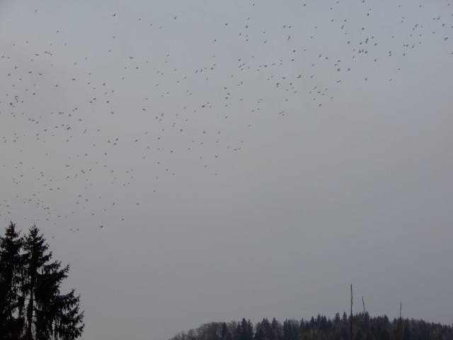29. 1. 2019 - foto