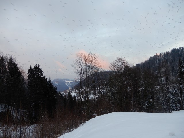 29. 1. 2019 - foto