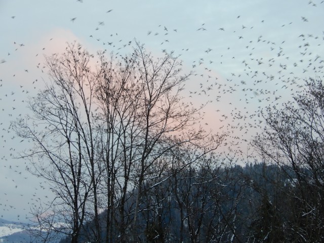 29. 1. 2019 - foto