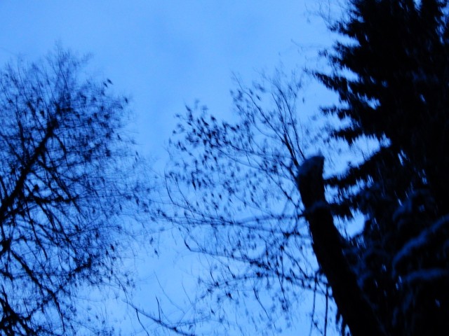 29. 1. 2019 - foto