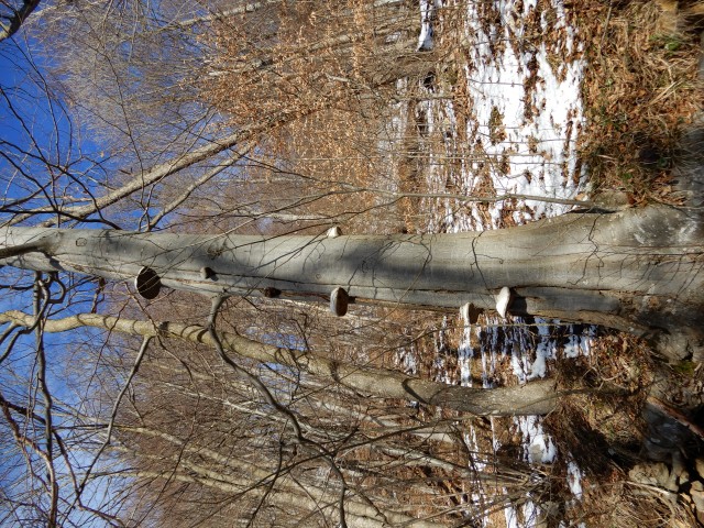 13. 2. 2019 - foto