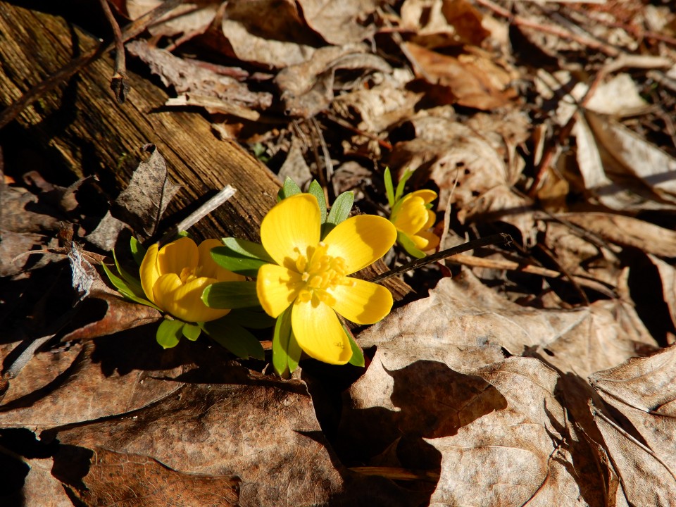 18. 2. 2019 - foto povečava