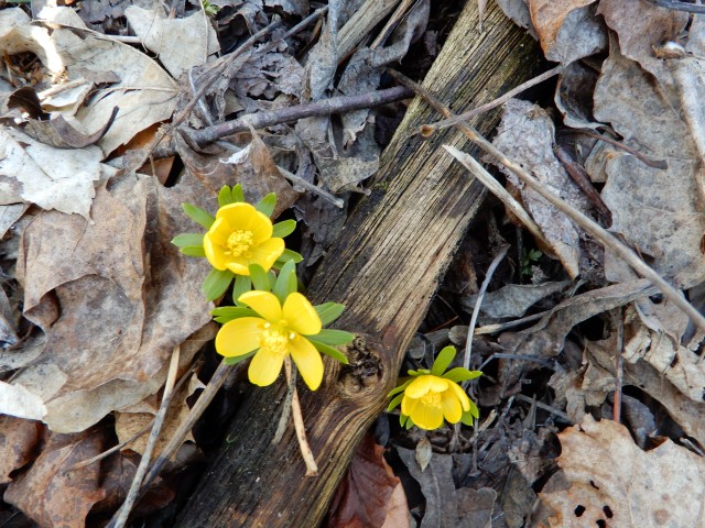18. 2. 2019 - foto