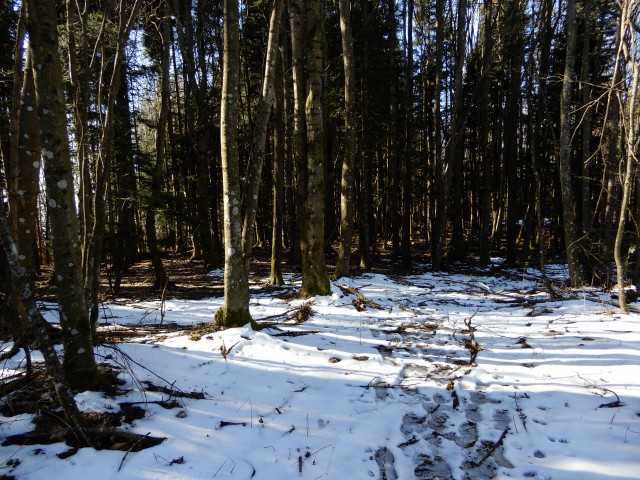 18. 2. 2019 - foto