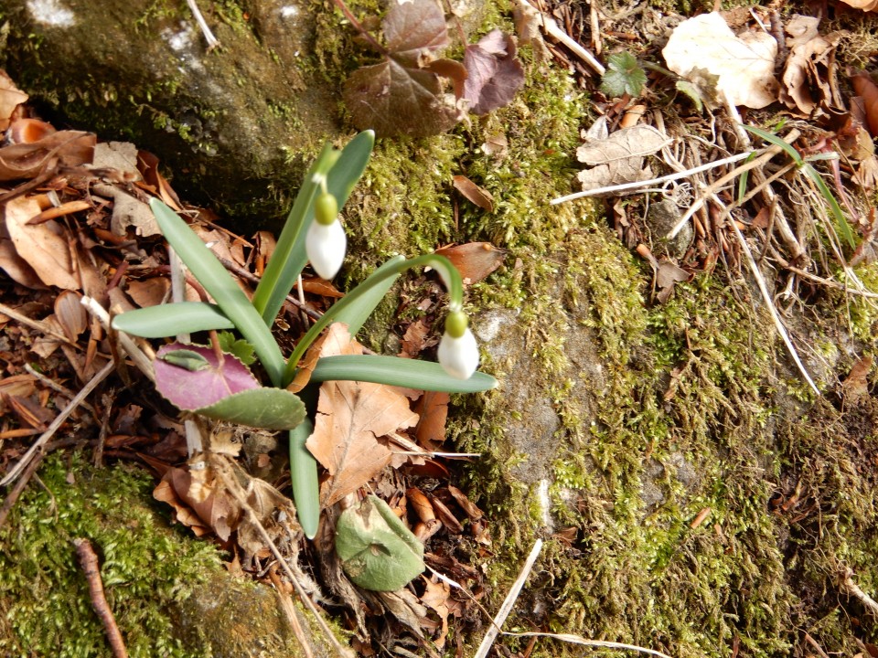 25. 2. 2019 - foto povečava