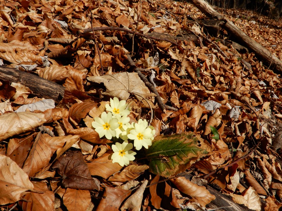 4. 3. 2019 - foto povečava