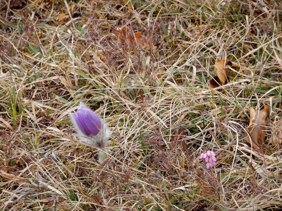 11. 3. 2019 - foto povečava