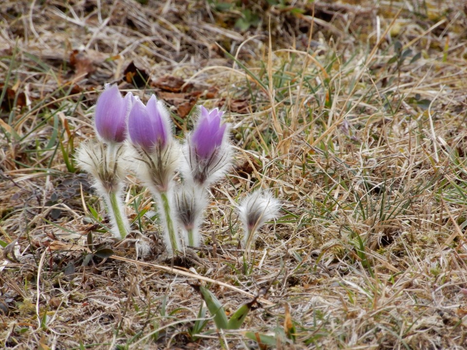 11. 3. 2019 - foto povečava