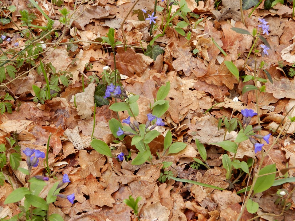 13. 3. 2019 - foto povečava