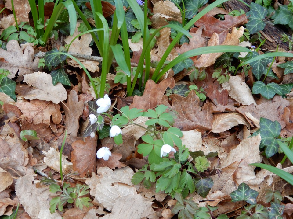 13. 3. 2019 - foto povečava