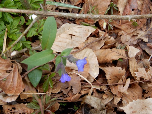 13. 3. 2019 - foto