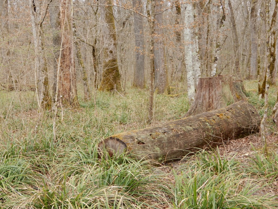 13. 3. 2019 - foto povečava