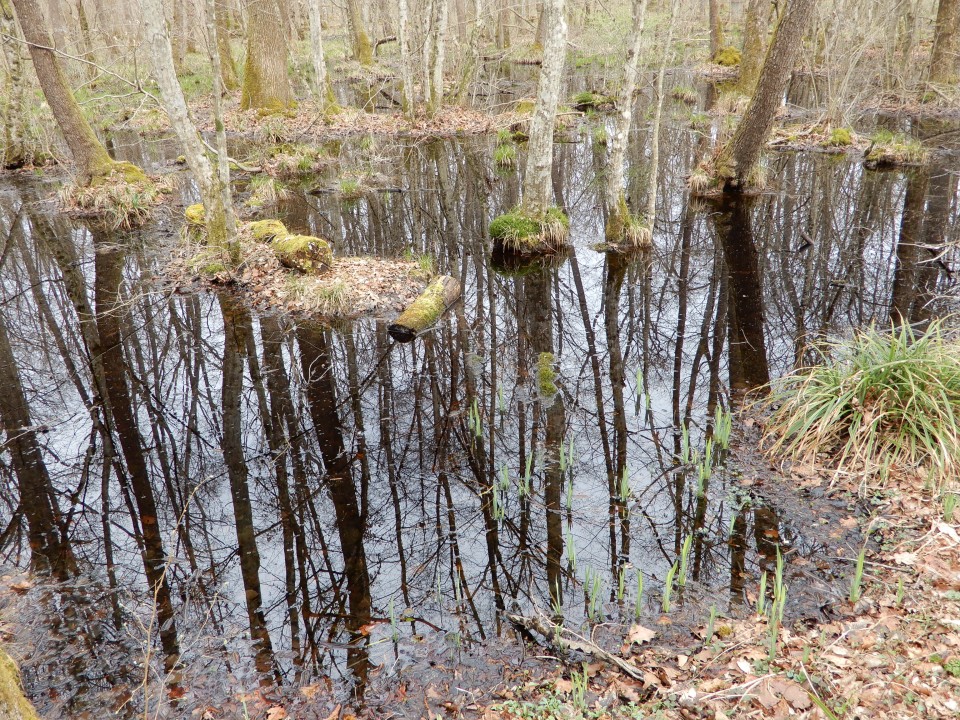 13. 3. 2019 - foto povečava