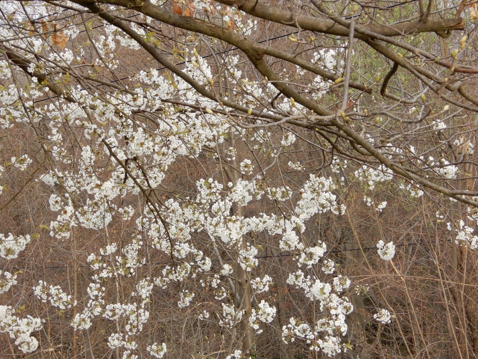 3. 4. 2019 - foto povečava