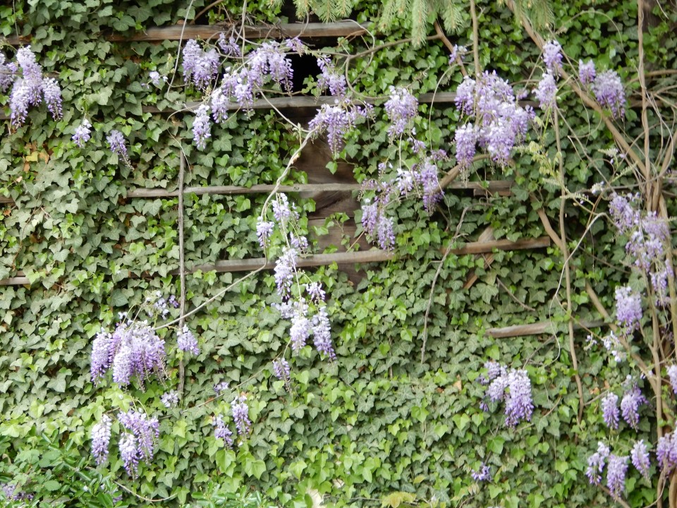 24. 4. 2019 - foto povečava