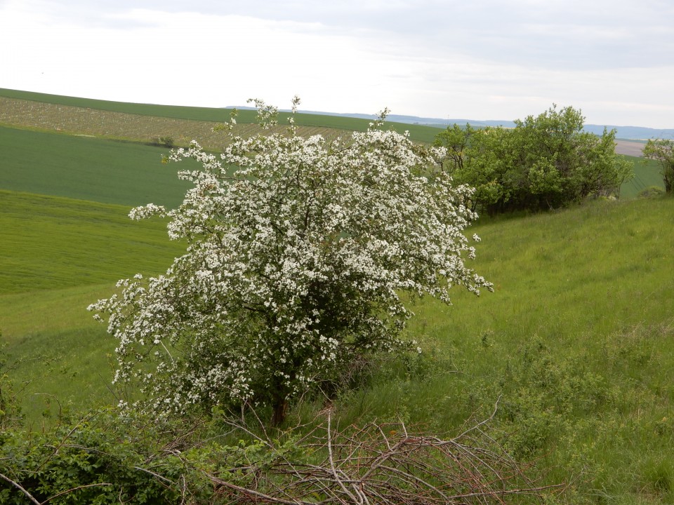 6. in 7. 5. 2019 - foto povečava