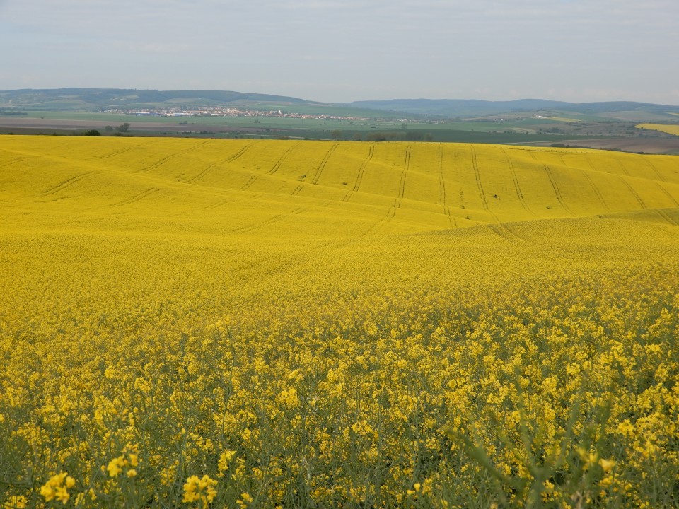 7. 5. 2019 - foto povečava