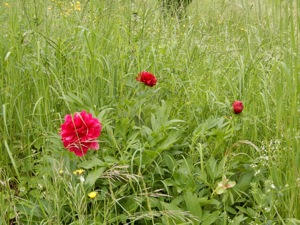 17. 5. 2019 - foto povečava