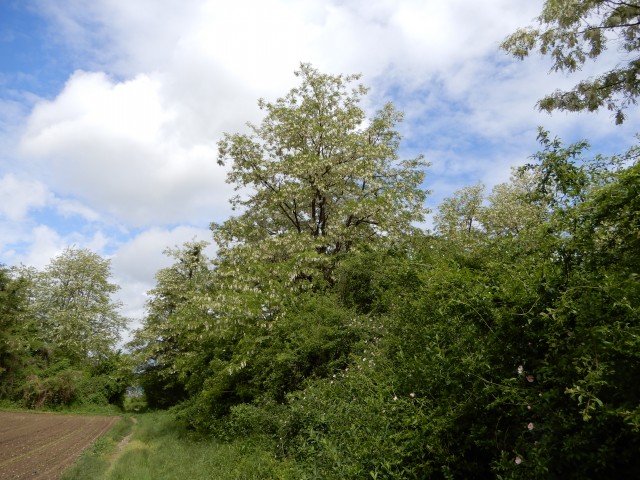 20. 5. 2019 - foto