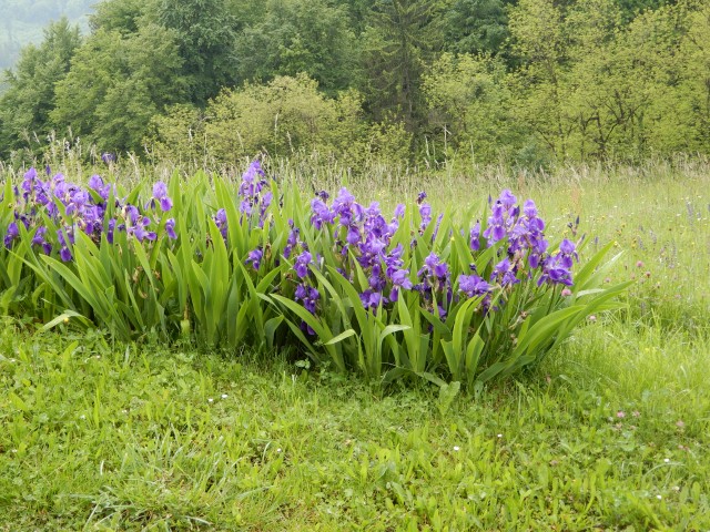 22. 5. 2019 - foto