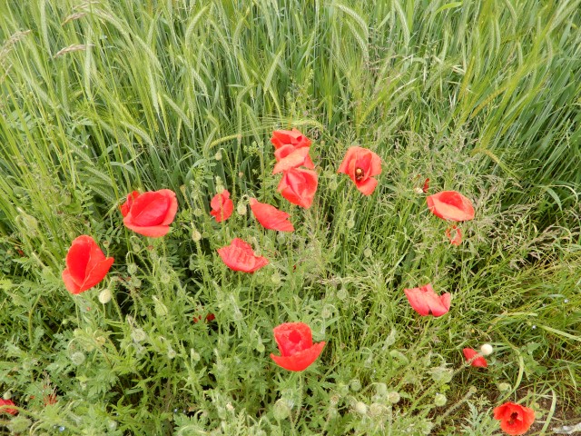 22. 5. 2019 - foto