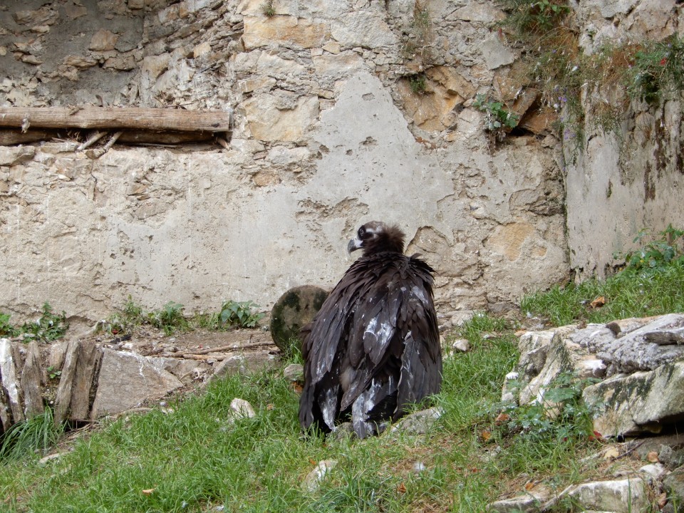 19. 9. 2019 - foto povečava