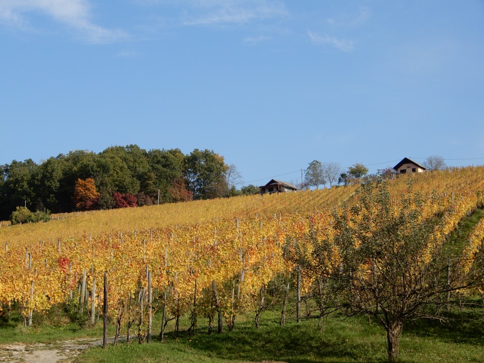 21. 10. 2019 - foto povečava