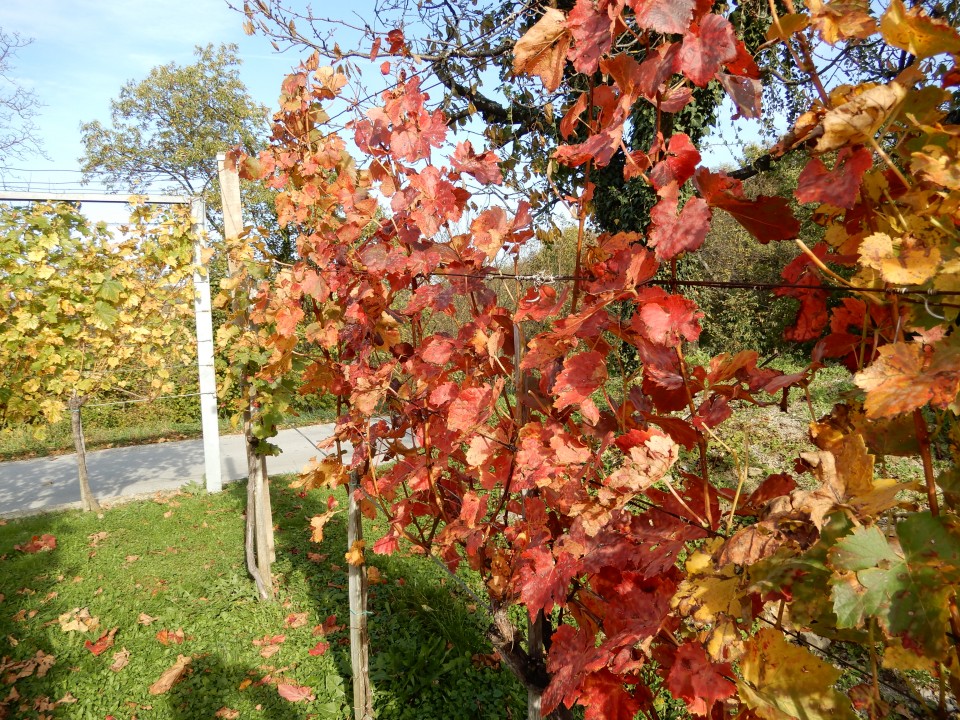 21. 10. 2019 - foto povečava