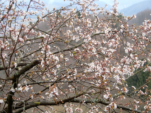 4. 3. 2020 - foto