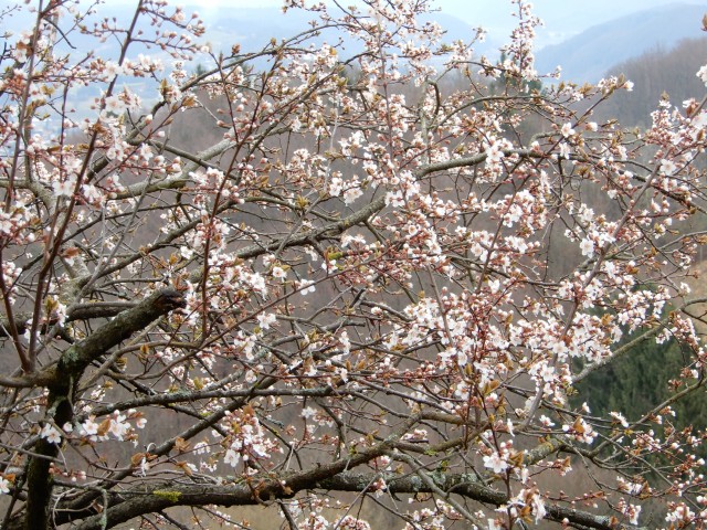 4. 3. 2020 - foto