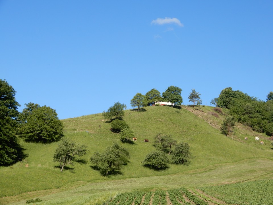 27. 5. 2020 - foto povečava