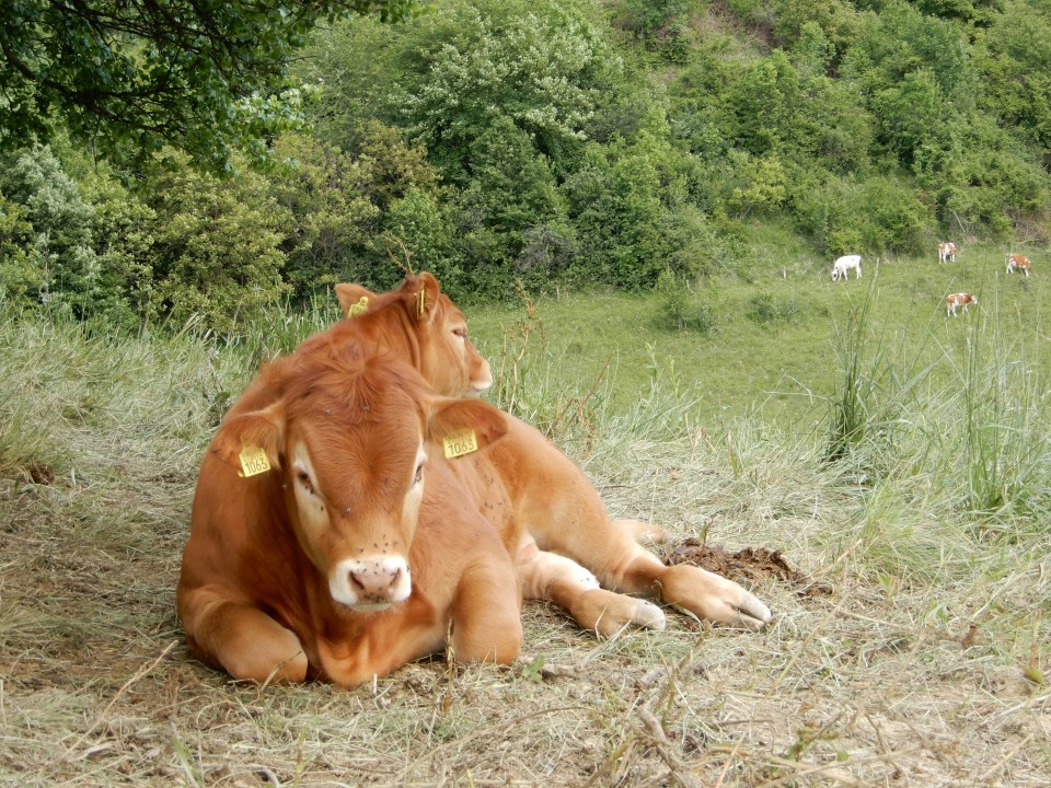 27. 5. 2020 - foto povečava