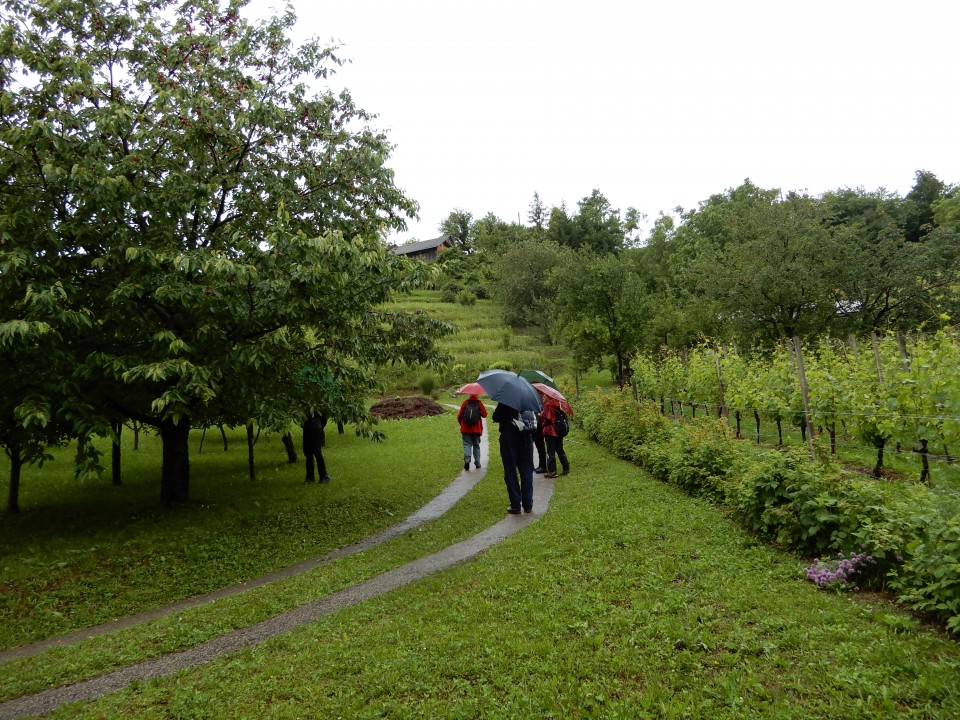 8. 6. 2020 - foto povečava