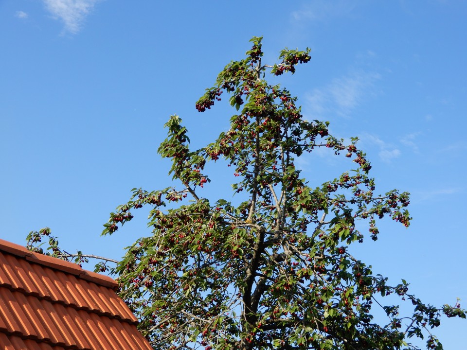 29. 6. 2020 - foto povečava