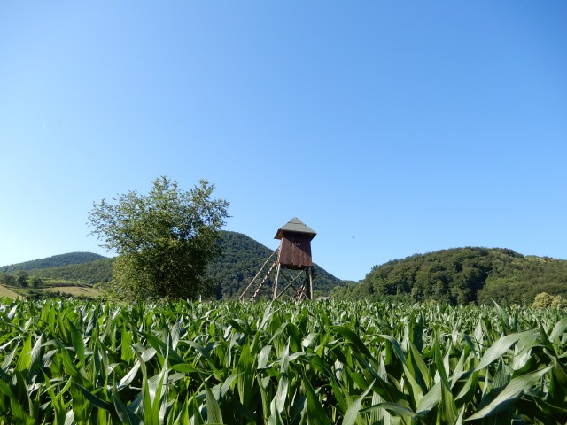 1. 7. 2020 - foto