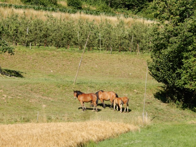 1. 7. 2020 - foto