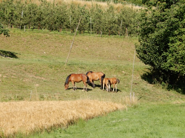 1. 7. 2020 - foto