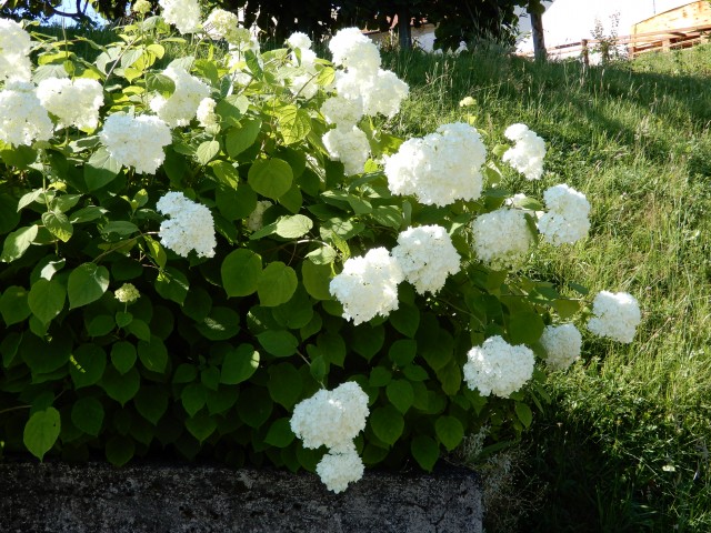 1. 7. 2020 - foto