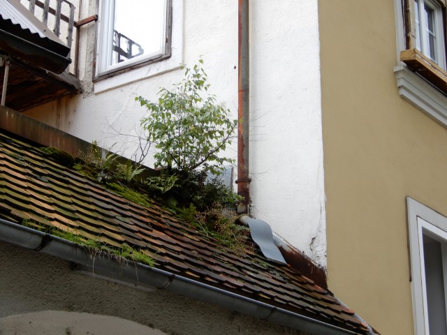 24. 7. 2020 - foto