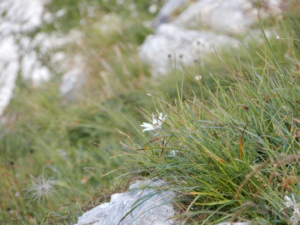 25. 8. 2020 - foto povečava