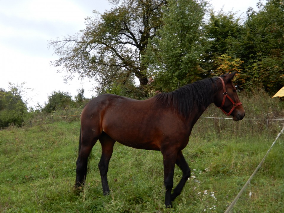 28. 9. 2020 - foto povečava