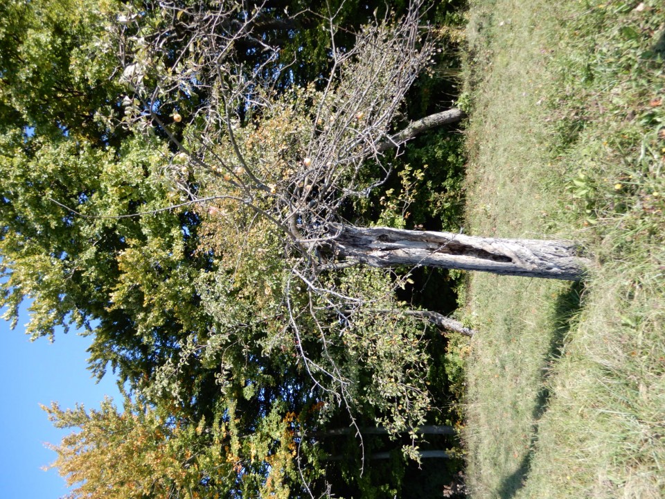 14. 10. 2020 - foto povečava