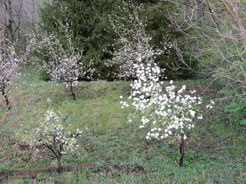 14. 4. 2021 - foto povečava