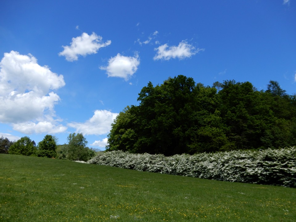 18. 5. 2021 - foto povečava