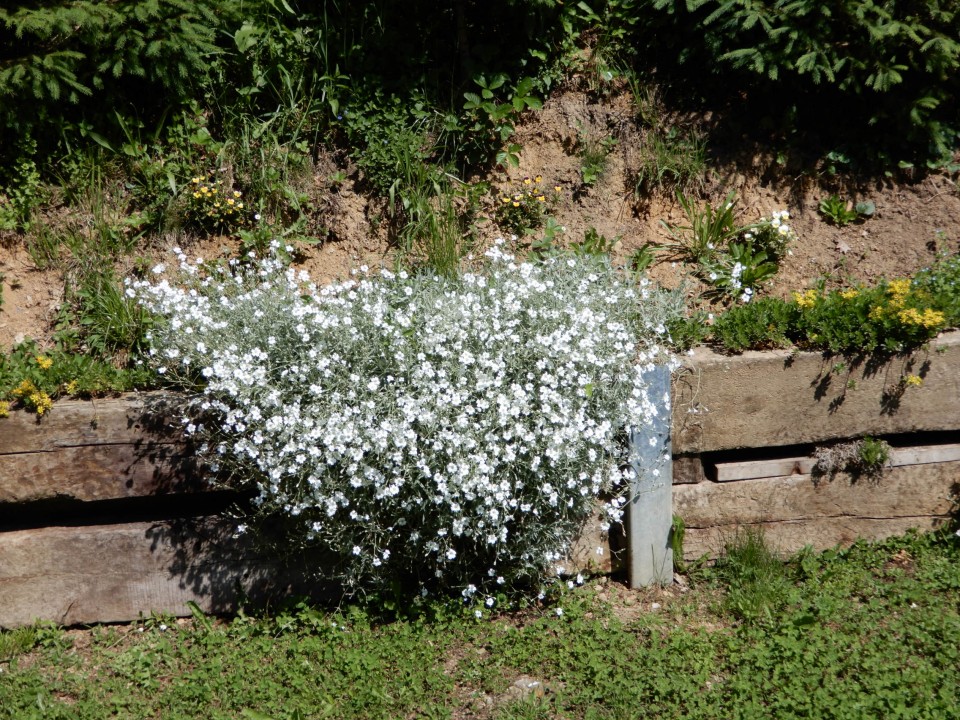 31. 5. 2021 - foto povečava