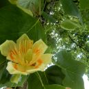 8. 6. 2021 tulipanovec