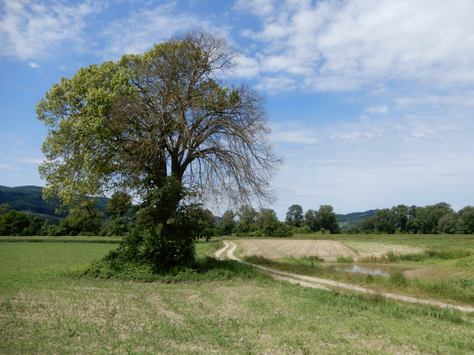 11. 6. 2021 - foto povečava