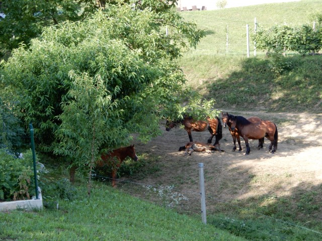 28. 7. 2021 - foto