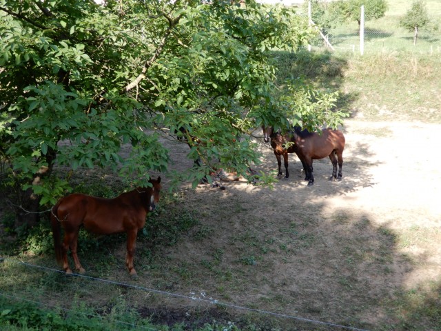 28. 7. 2021 - foto