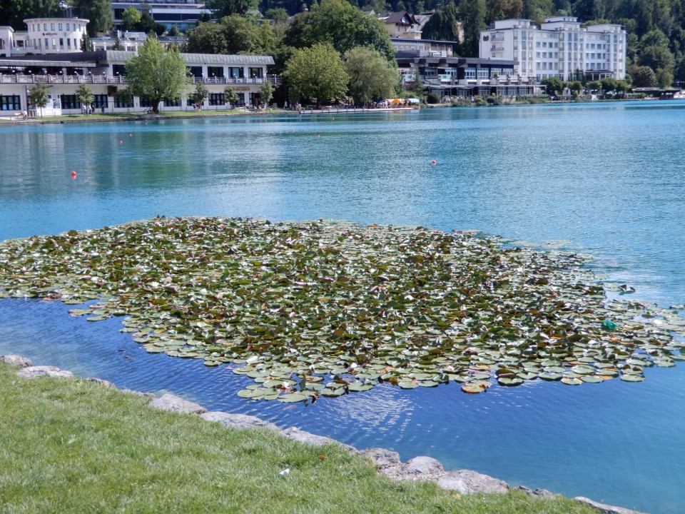 17. 8. 2021 - foto povečava